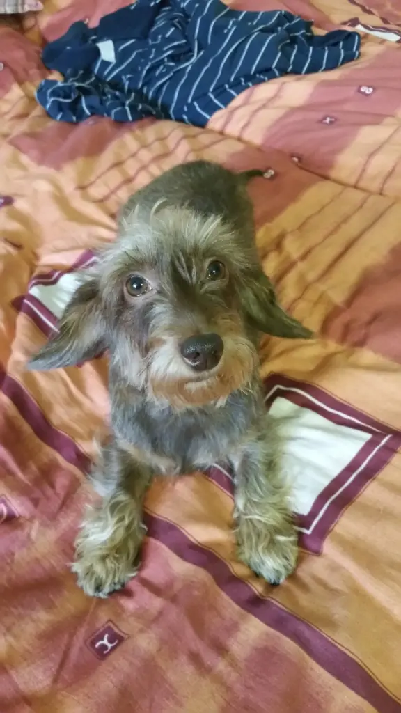 Bild von L.i.l.l.i. Flauschepfötchen