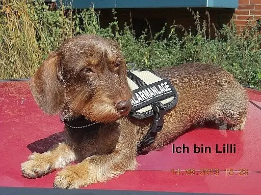 Bild von L.i.l.l.i. Flauschepfötchen