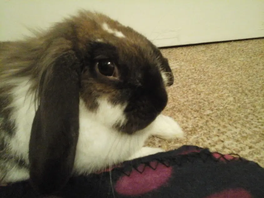 Andachtsbild von Elke