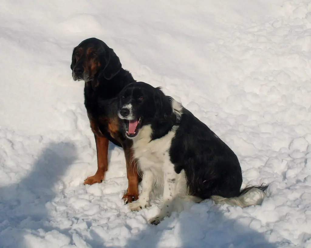 Andachtsbild von Brigitte mit Axel, Benny und Nelly im Herzen