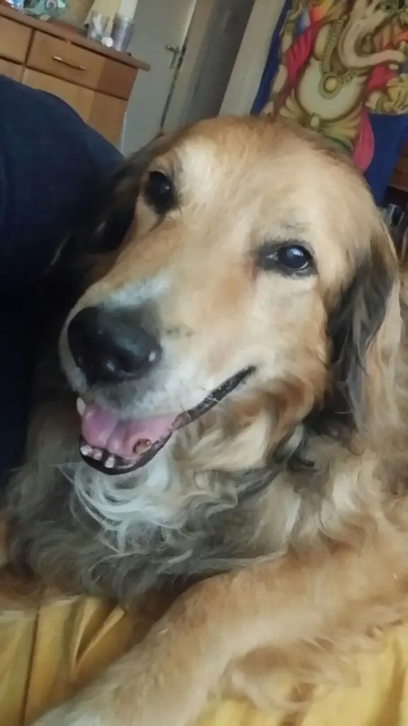 Andachtsbild von Nici