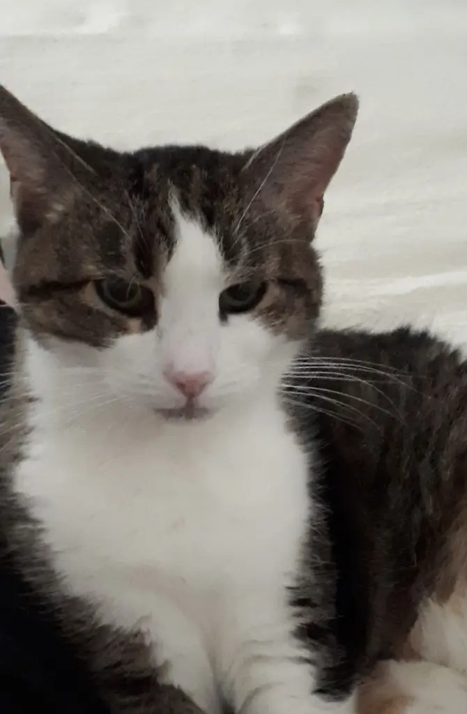 Andachtsbild von Sabine mit Sissi im Herzen 