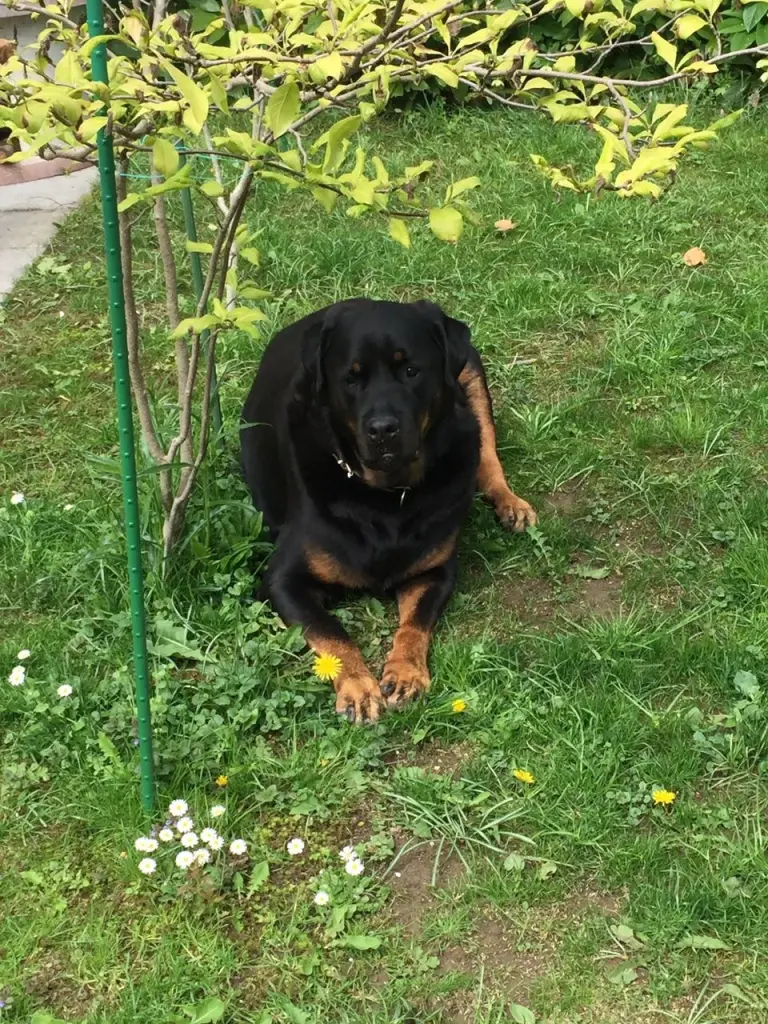 Condolence image of Karin  Huber