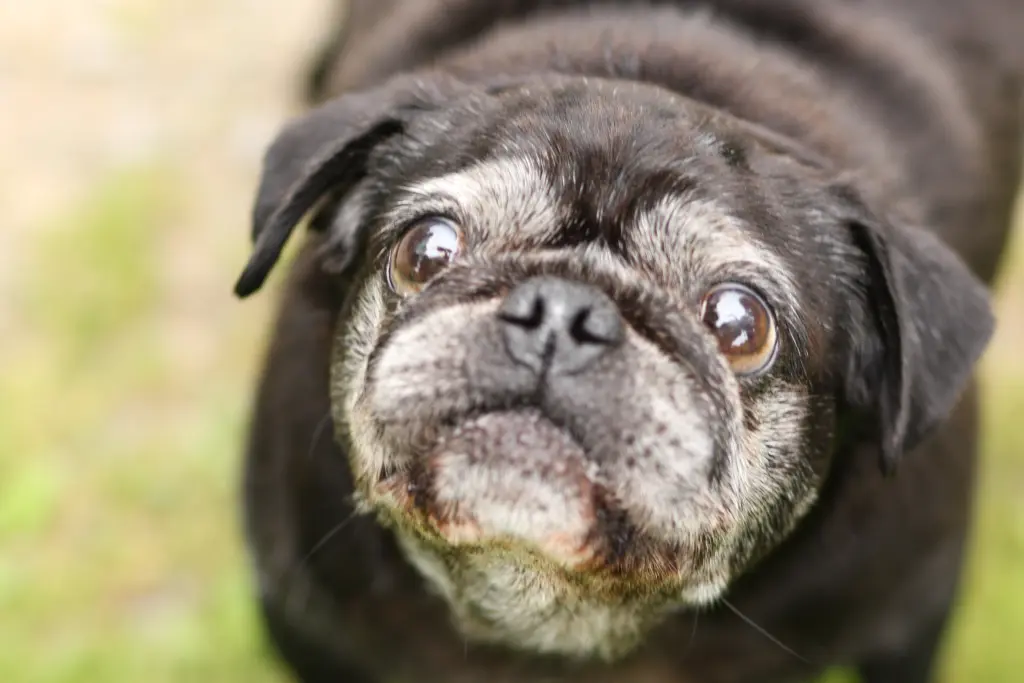 Condolence image of Cornelia mit Bruno & Barni im Herzen
