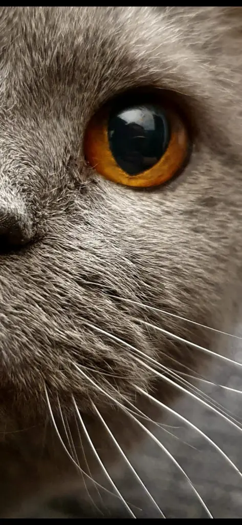 Bild von Lilly