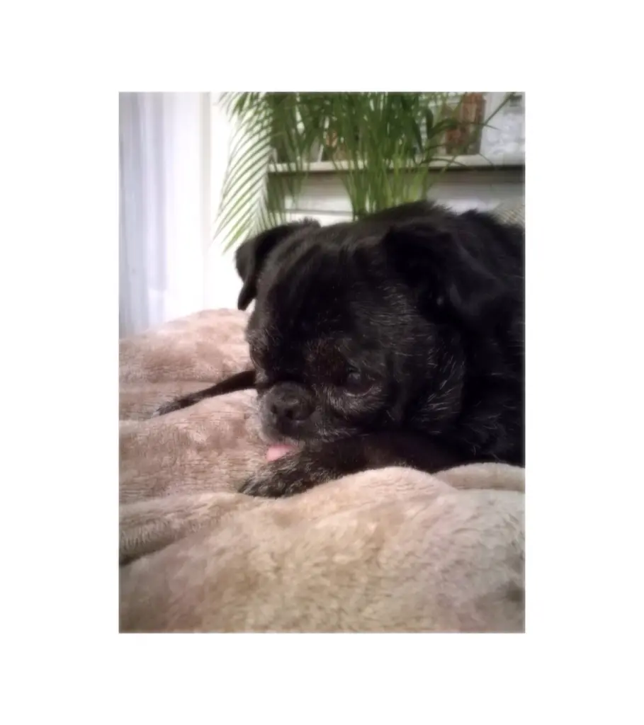 Image from Luna