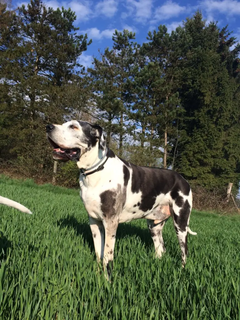 Condolence image of Esther mit Linu