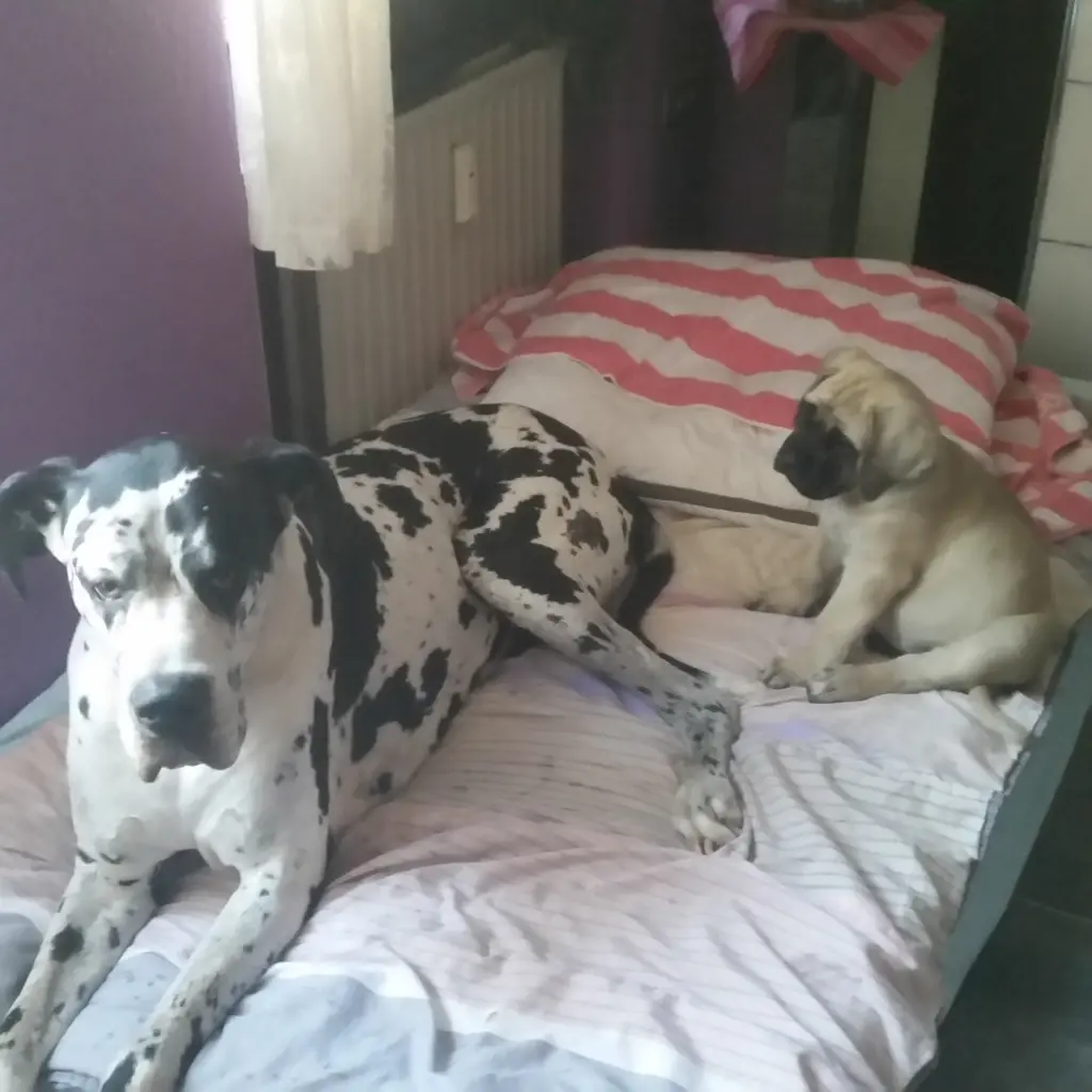 Condolence image of Daniela mit Sniper im Herzen