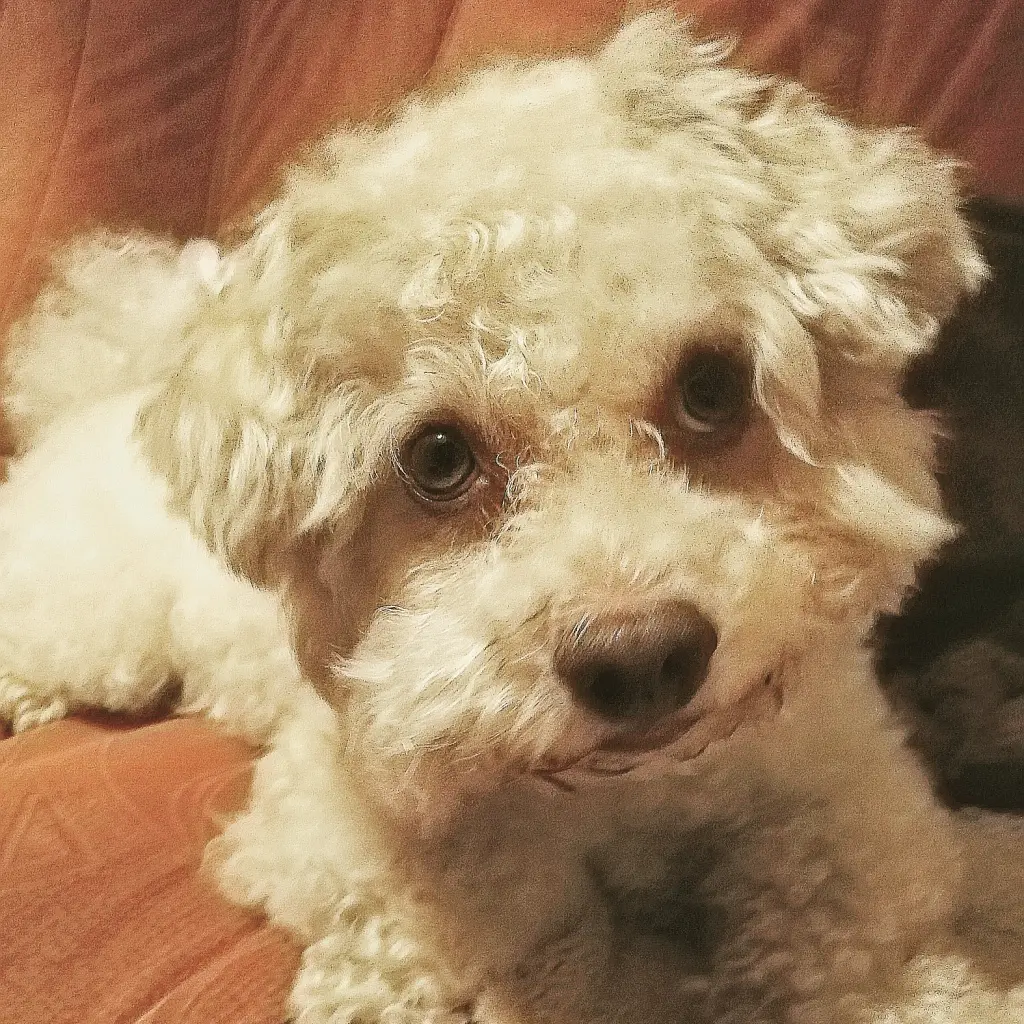 Andachtsbild von Elke mit Sammy im ❤️