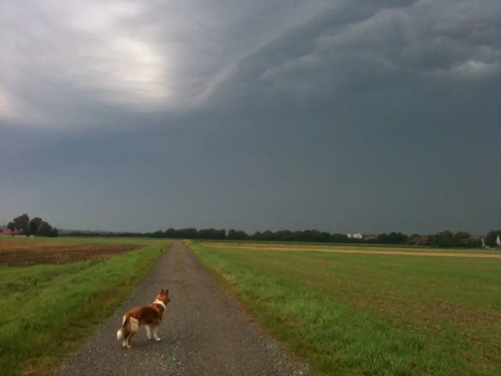 Condolence image of Katharina mit Merle im Herzen