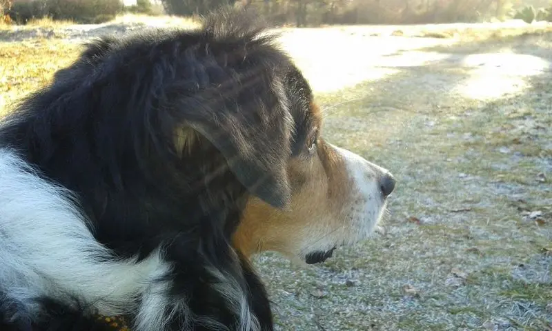 Condolence image of Birgit forever missing Naboo