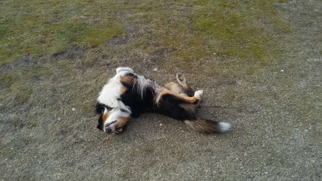 Condolence image of Birgit  forever missing Naboo