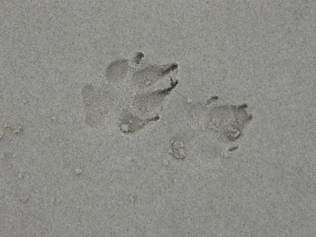 Condolence image of Birgit  forever missing Naboo