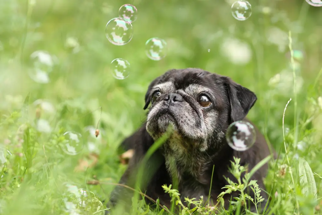 Condolence image of Cornelia mit Bruno & Barni im Herzen