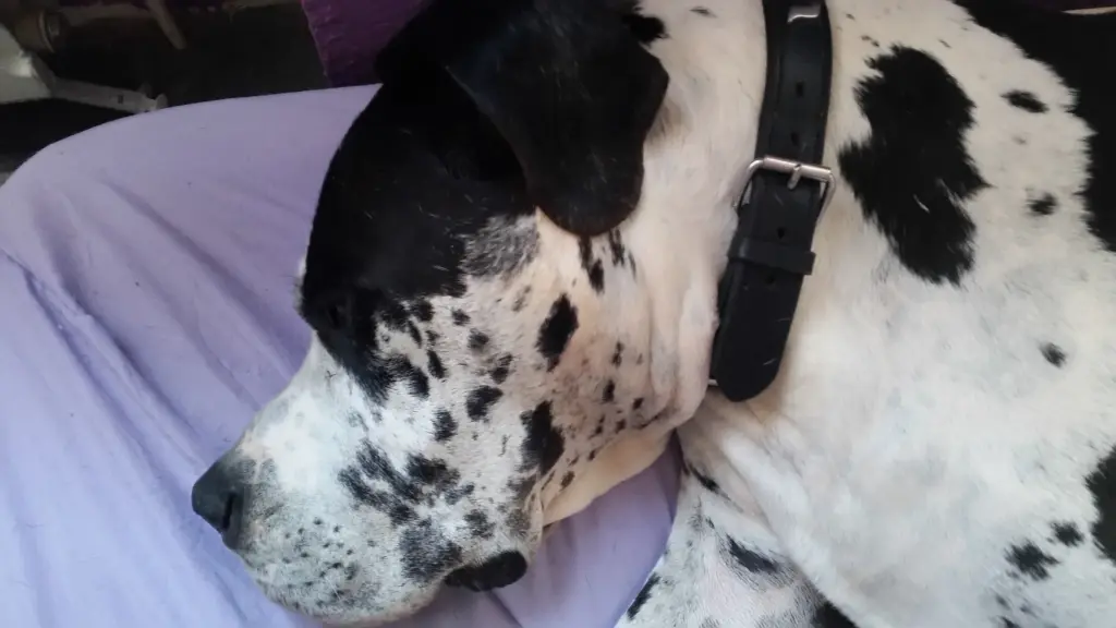 Condolence image of Daniela mit Sniper im Herzen