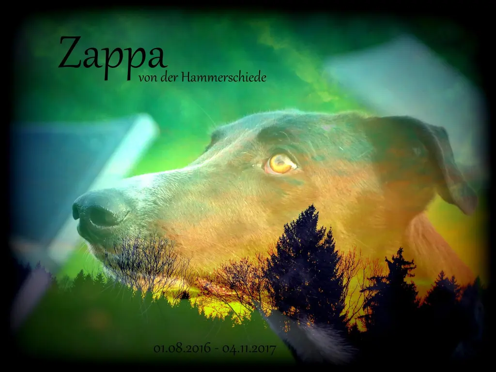 Image from Zappa