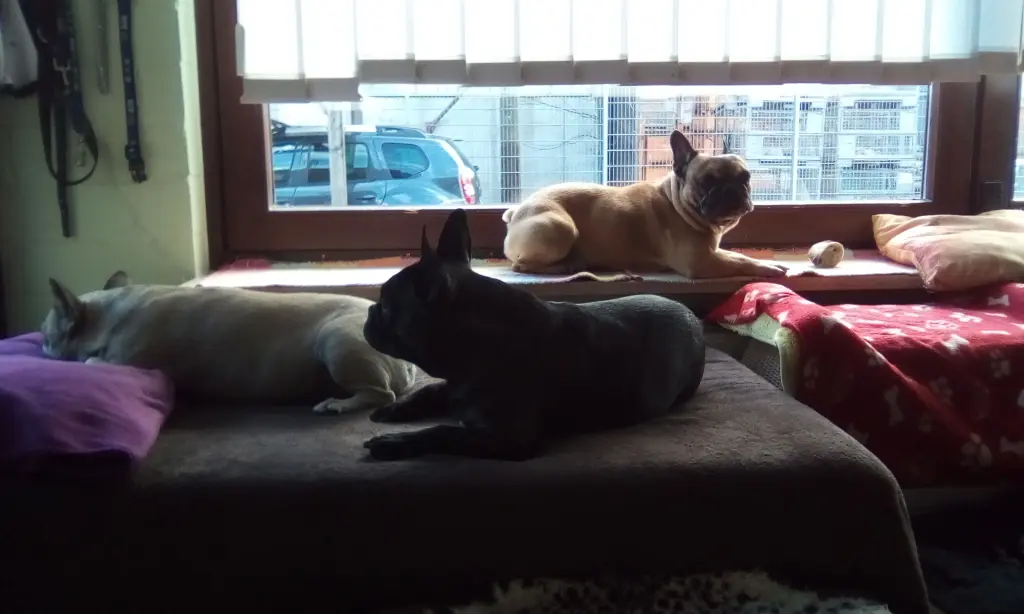 Condolence image of Elfi,Joy,Meggy,Robby mit Buddy im Herzen