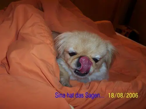 Image from ,,Sinchen, pass auch dort oben auf,,