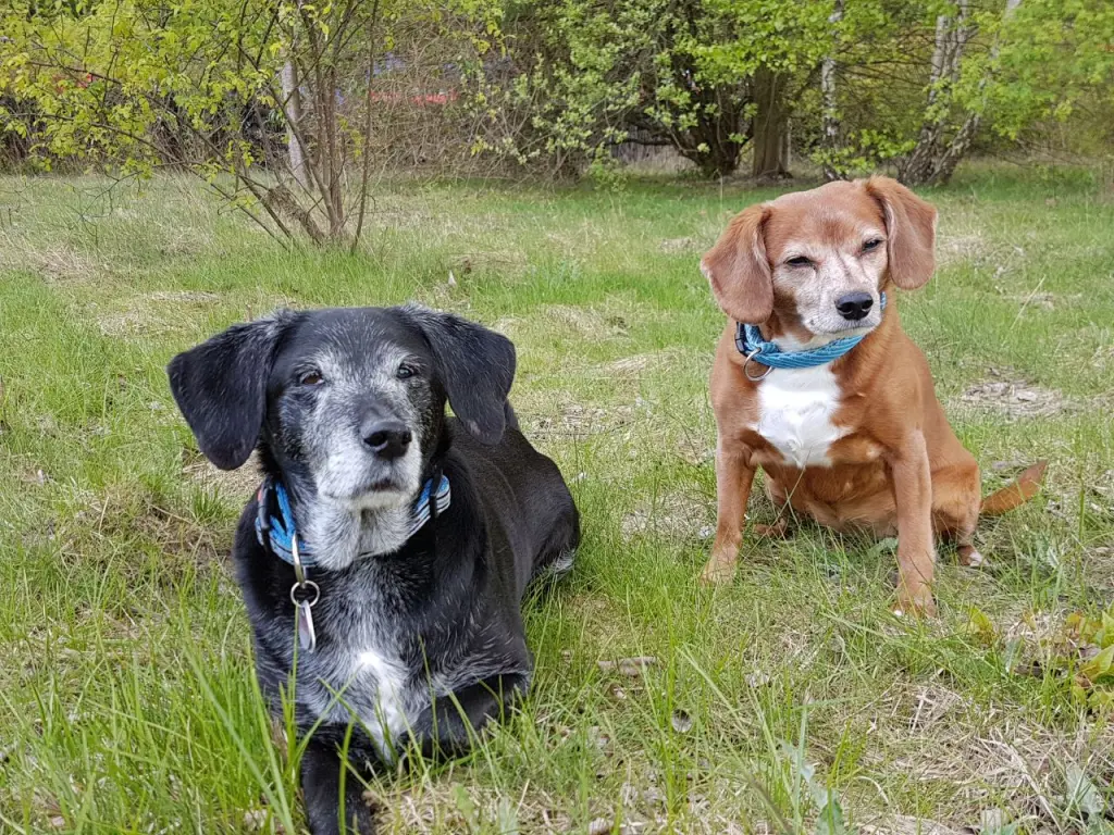 Condolence image of sabine