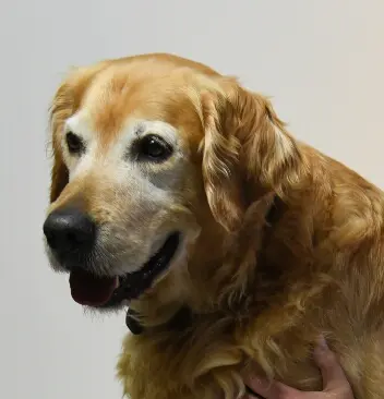 Condolence image of Micha mit Cäsar im Herzen