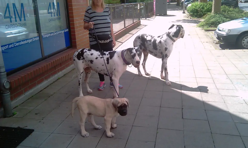 Condolence image of Daniela mit Sniper im Herzen