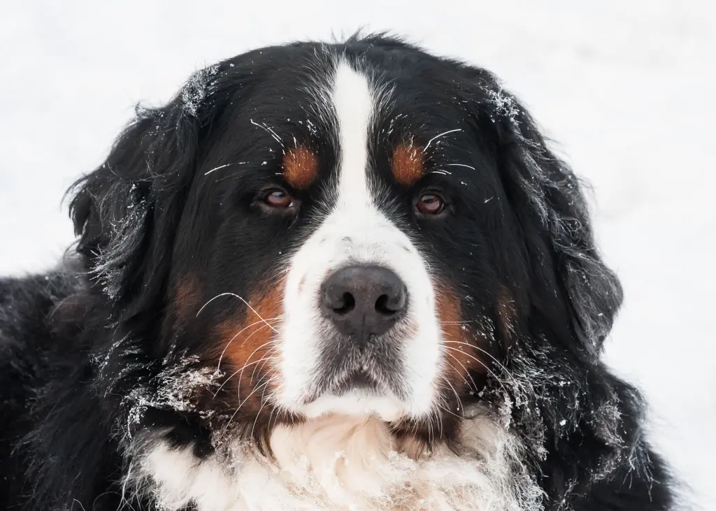 Condolence image of Katja mit Anton