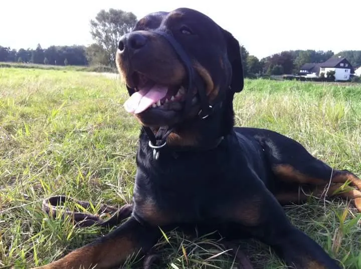 Condolence image of Denise