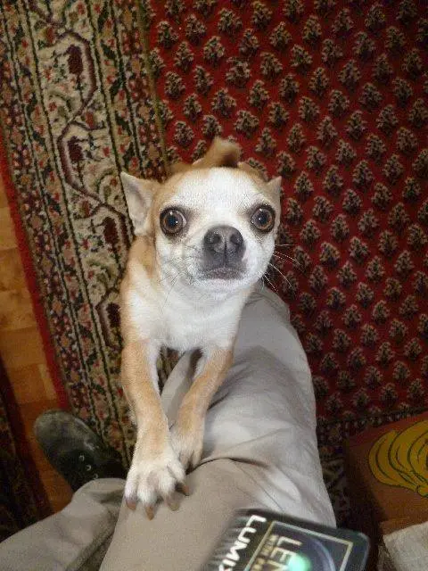 Image from Gismo