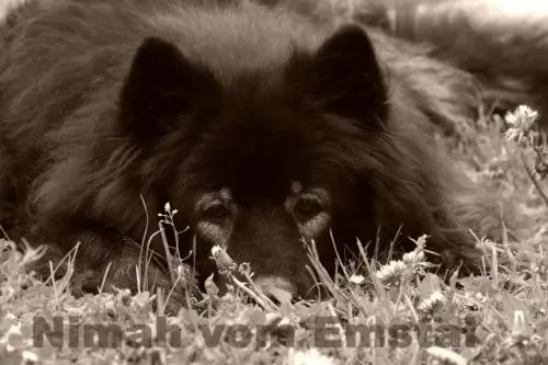 Image from Nimah vom Emstal