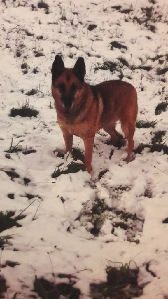 Condolence image of Claudia m. TARA im Herzen