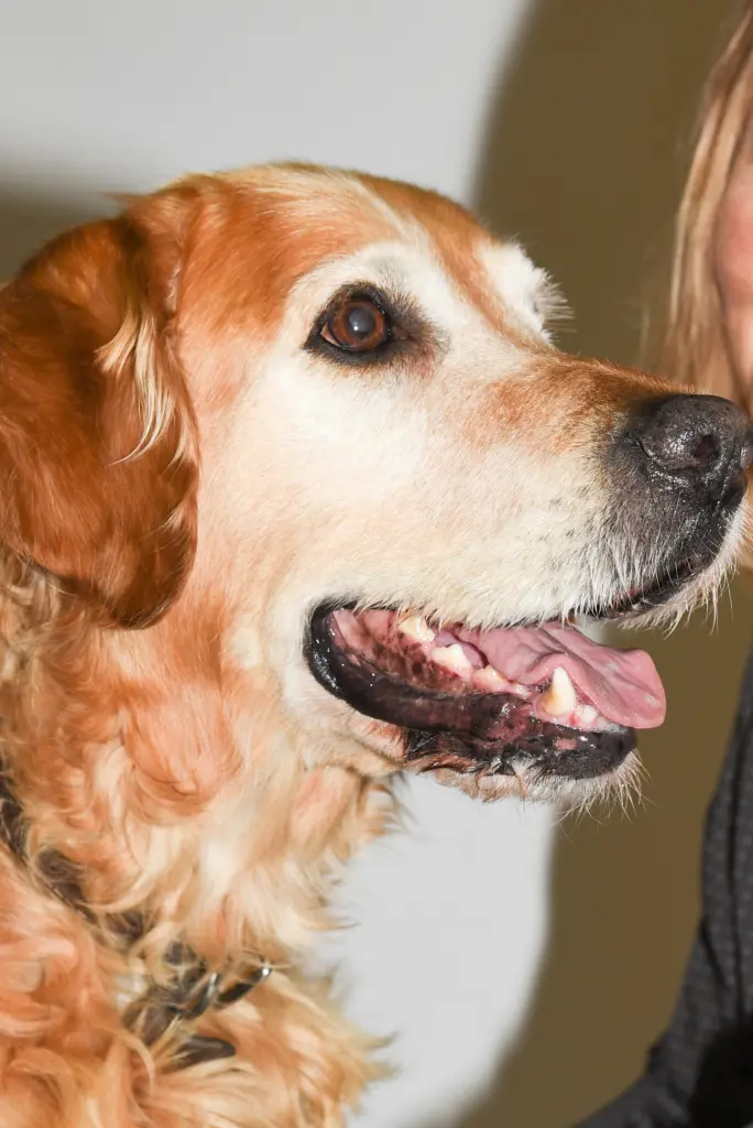 Condolence image of Micha mit Cäsar im Herzen
