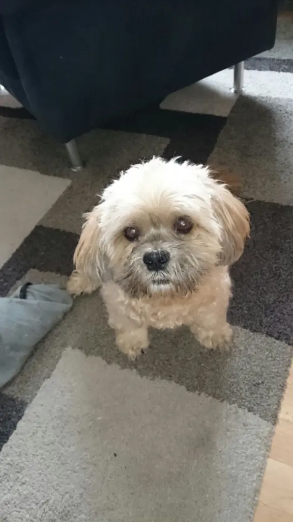 Condolence image of Angelika mit Balou im Herzen