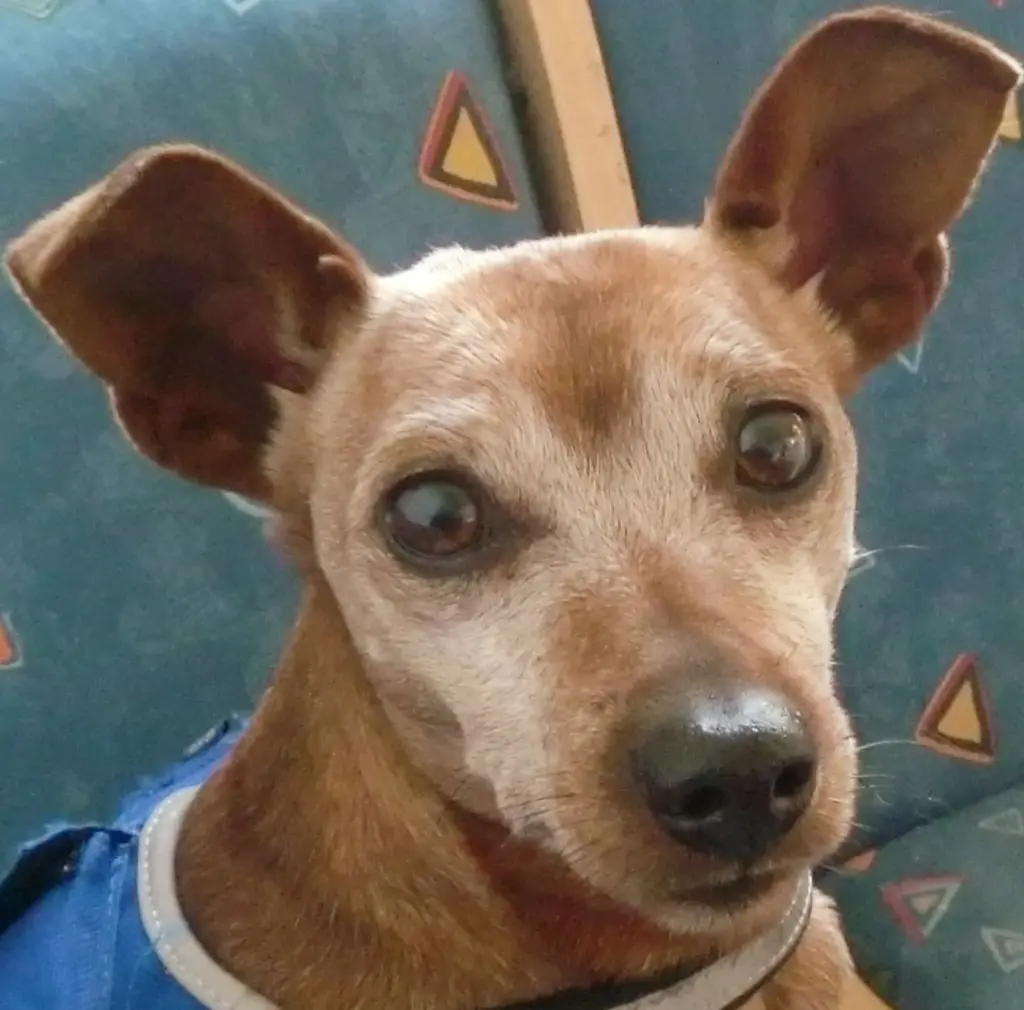 Condolence image of Jutta mit Purzel tief im Herzen