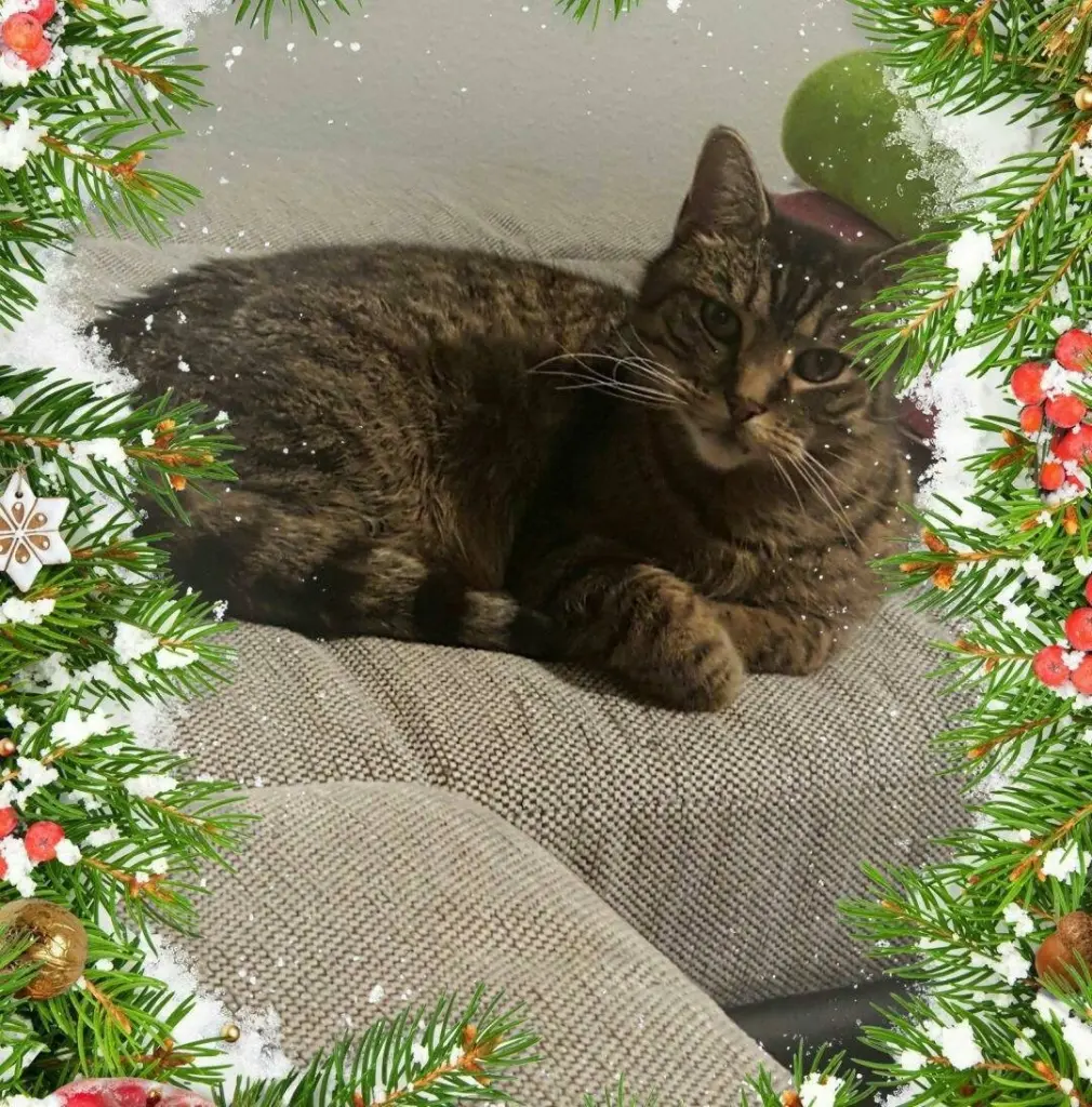 Condolence image of Linda mit Kater Pünktchen im Herzen 