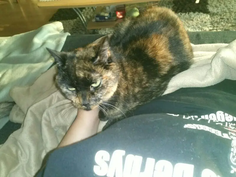 Condolence image of ines