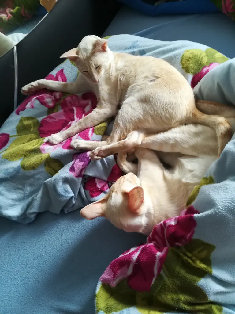 Condolence image of Frauchen