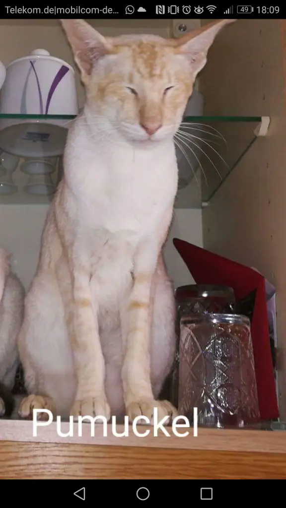 Condolence image of Frauchen 