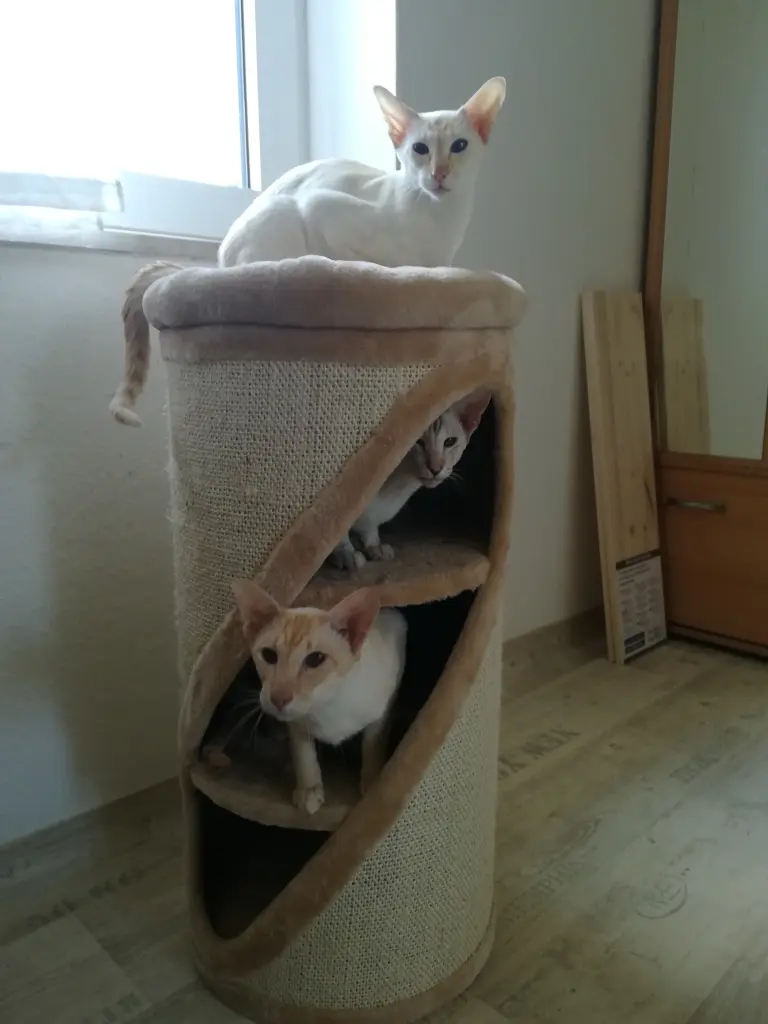 Condolence image of Frauchen