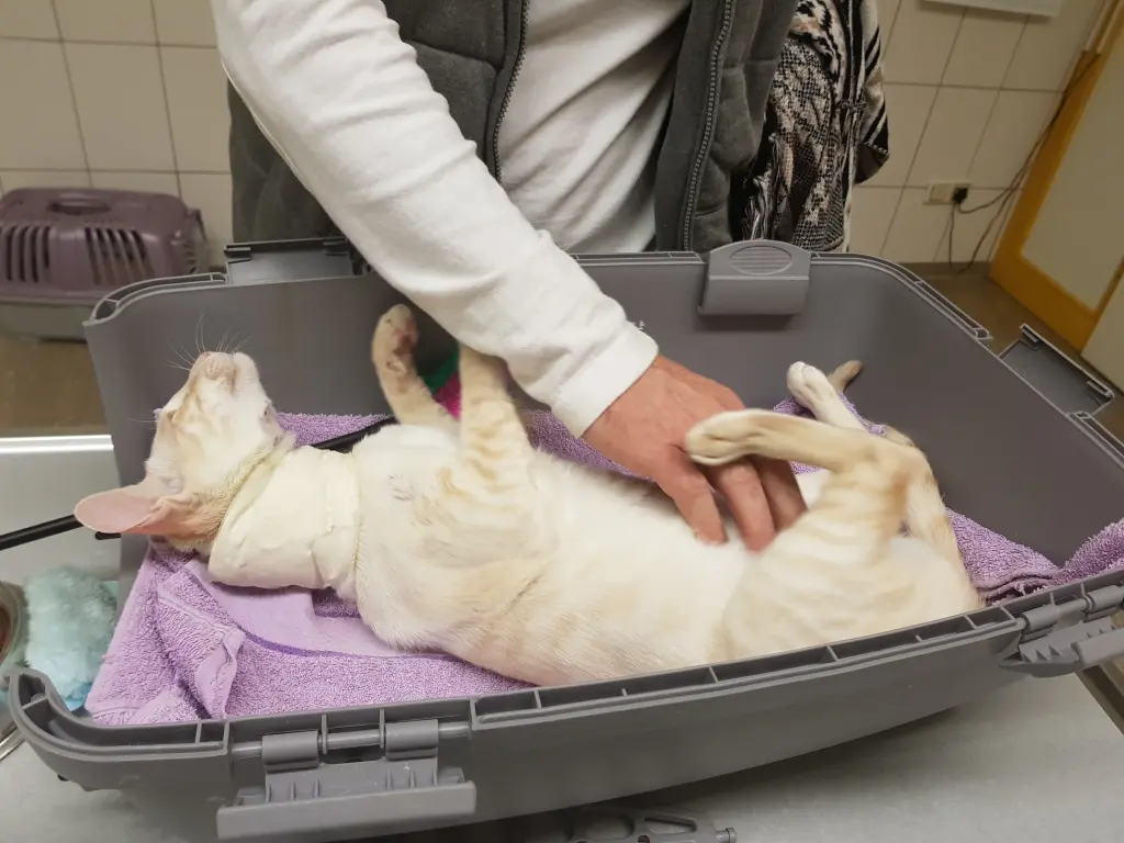 Condolence image of Frauchen