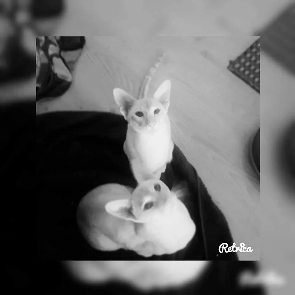 Condolence image of Frauchen 