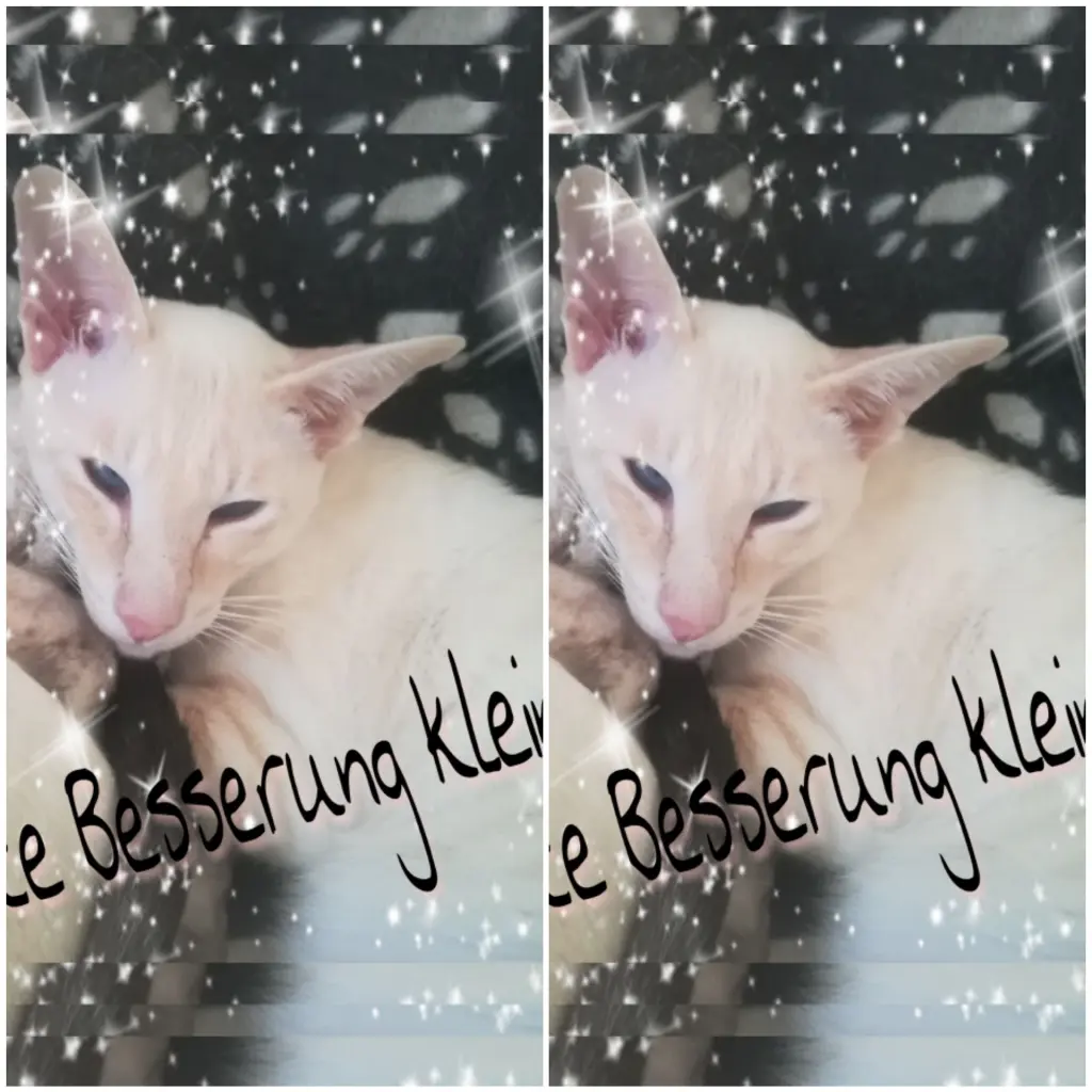 Condolence image of Frauchen 