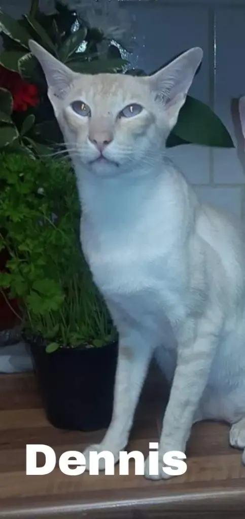 Condolence image of Frauchen