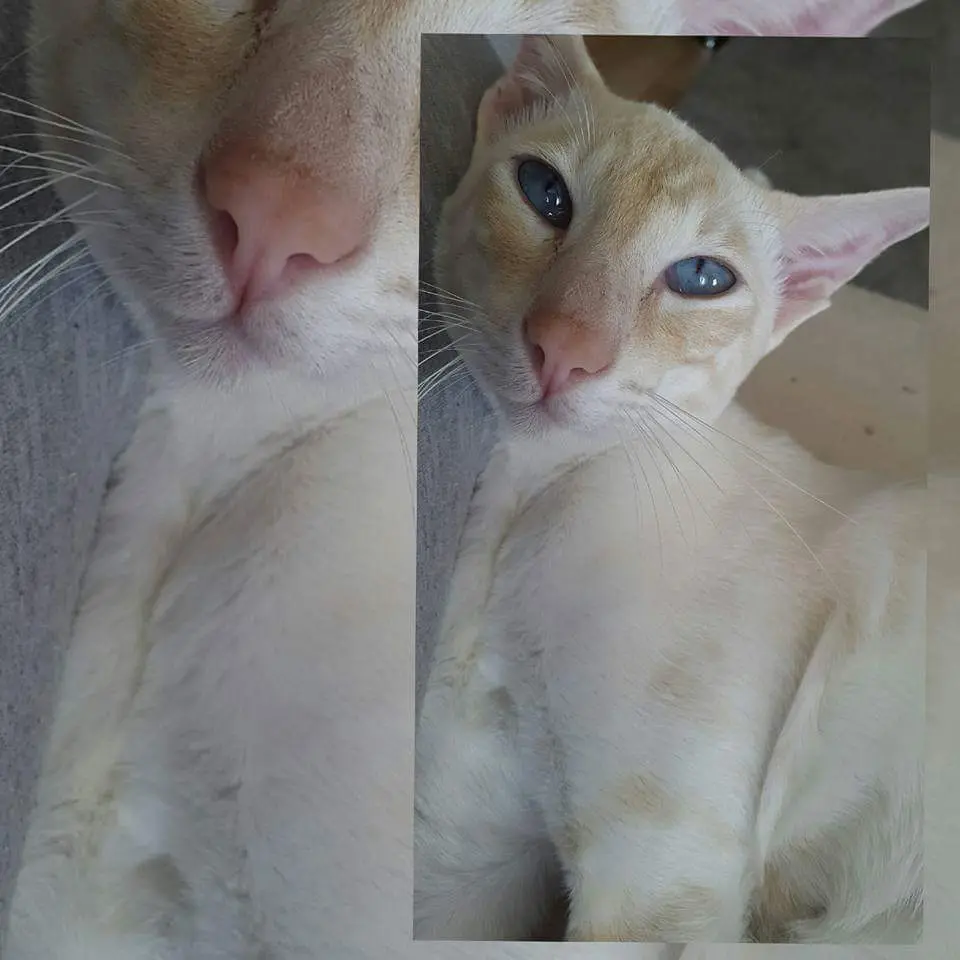 Image from Dennis von Elegantboy 