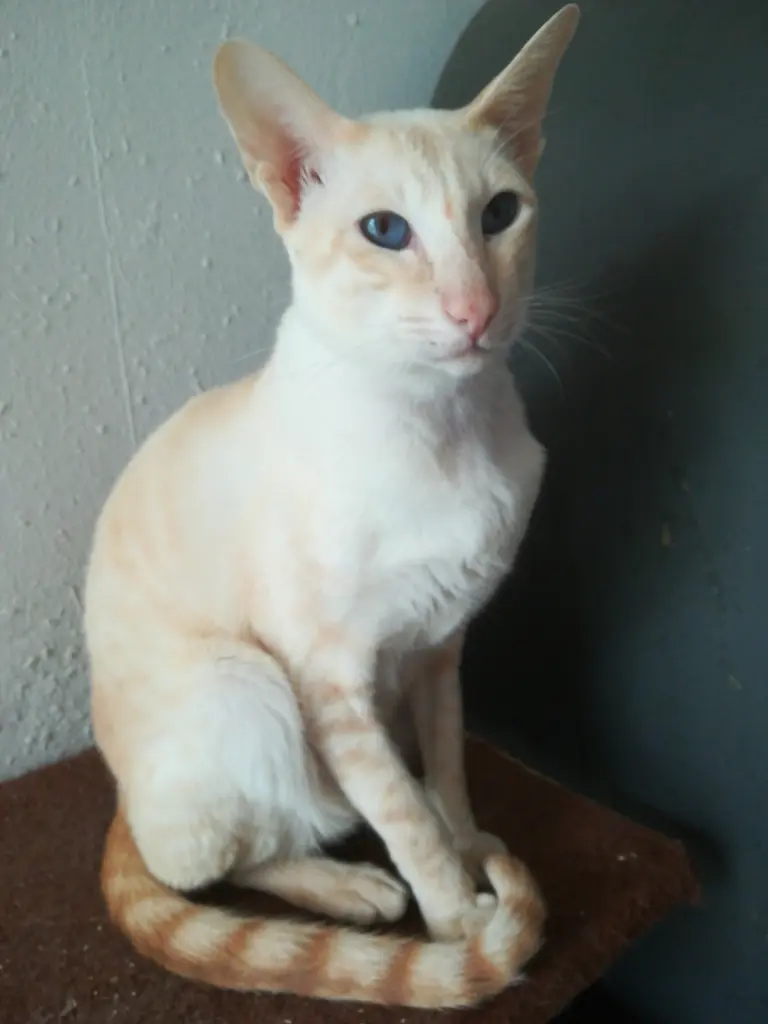 Image from Dennis von Elegantboy 