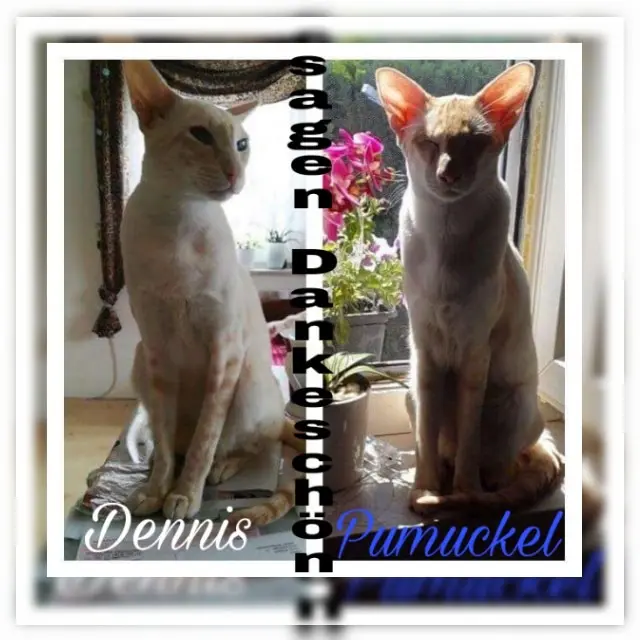 Image from Dennis von Elegantboy 