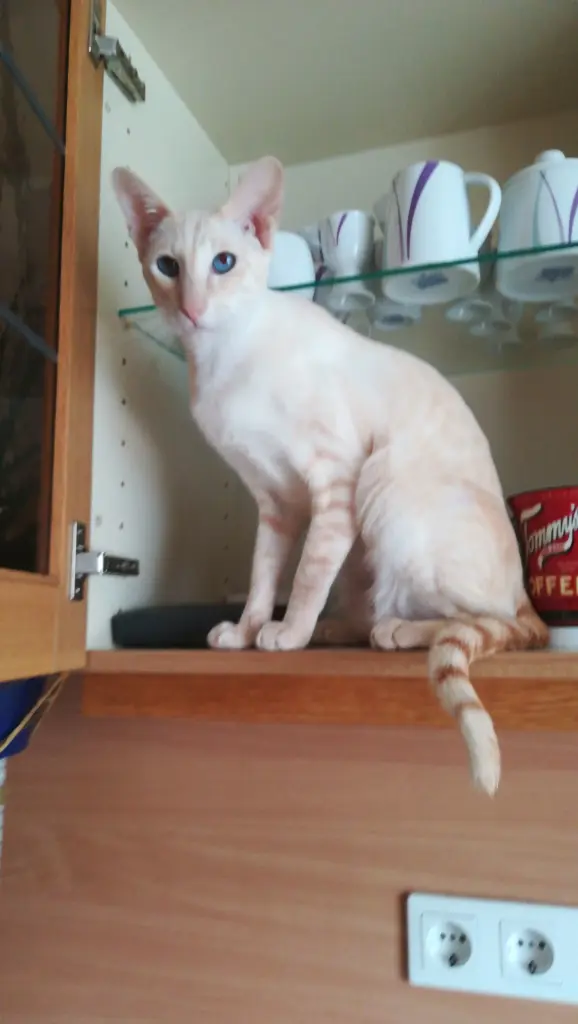 Image from Dennis von Elegantboy 