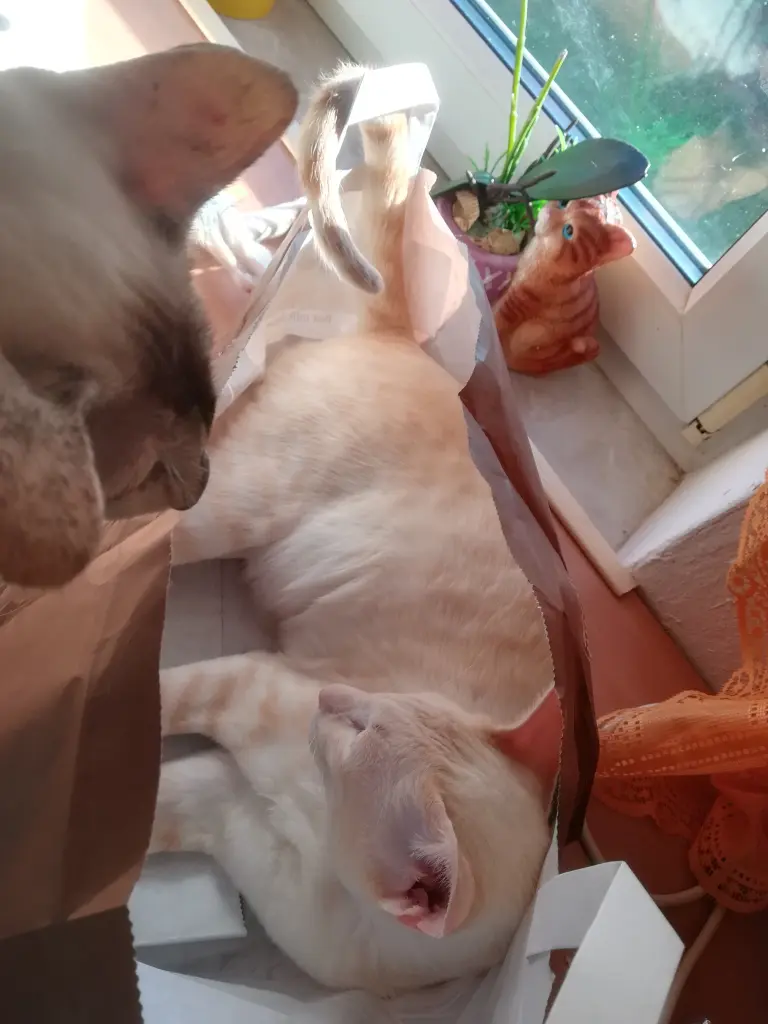 Image from Dennis von Elegantboy 