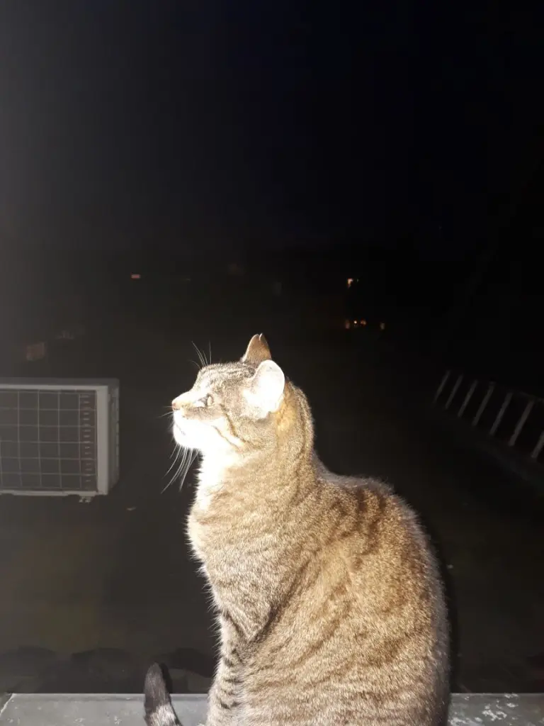 Condolence image of Papa von Lilly