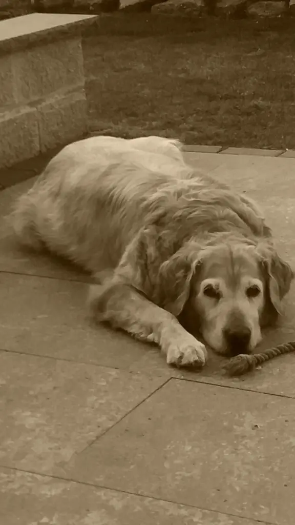 Condolence image of Micha mit Cäsar im Herzen