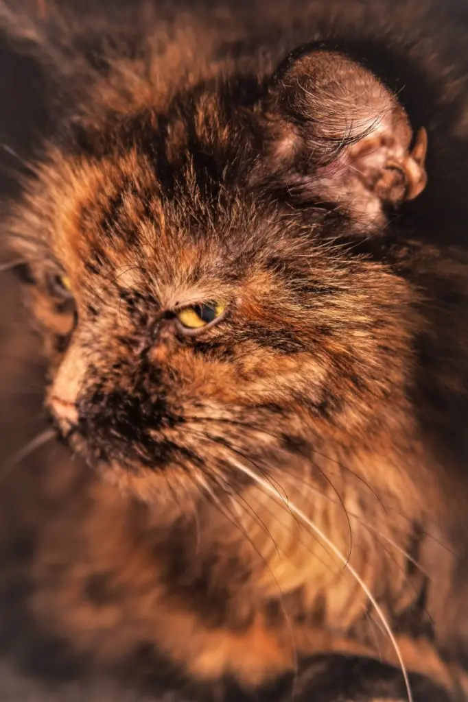 Image from Teufelchen